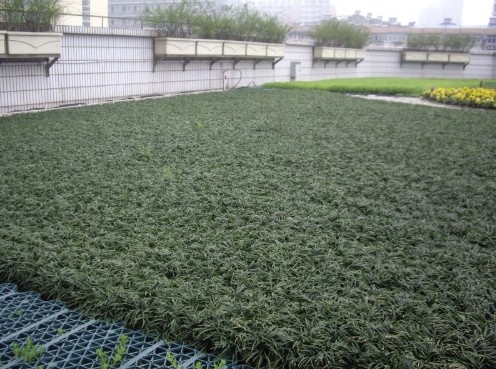 山东麦冬草%菏泽麦冬草￥求购麦冬草-矮麦冬3 