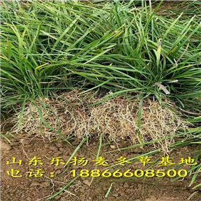 麦冬草