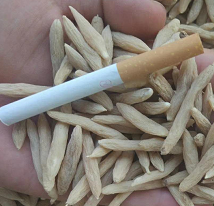 麦冬药材