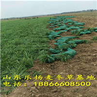 麦冬草基地