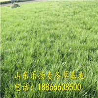 麦冬草基地