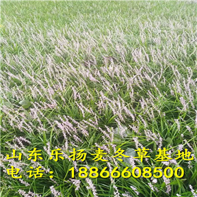 丹麦草