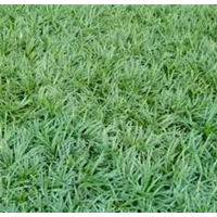 麦冬草