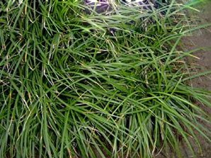 山东麦冬草%菏泽麦冬草￥求购麦冬草-小叶麦冬草3 
