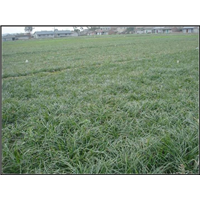 山东麦冬草￥菏泽麦冬草￥麦冬草基地