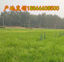 麦冬草