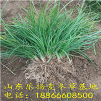 麦冬草