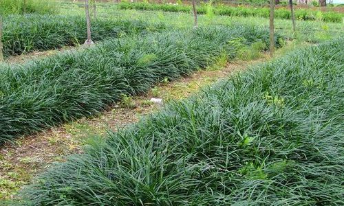 山东麦冬草￥菏泽麦冬草￥麦冬草基地