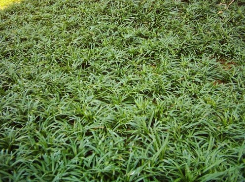 山东麦冬草%菏泽麦冬草￥麦冬-矮麦冬1 