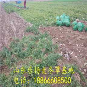 麦冬草基地