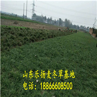 麦冬草基地
