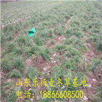 麦冬草基地