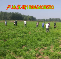 麦冬草