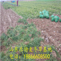 麦冬草基地