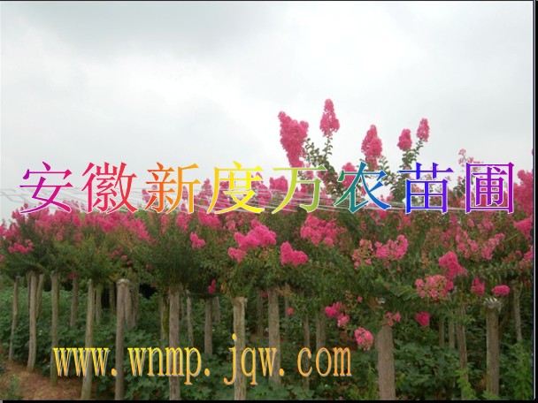 巢湖紫薇批发|供应安徽紫薇批发|巢湖供应紫薇
