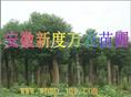供应安徽香樟价格|安徽香樟批发|巢湖供应香樟-安徽新度万农苗圃