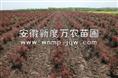 安徽**的红叶李基地|安徽红叶李供应商|安徽巢湖红叶李价格