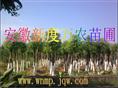 安徽供应香樟价格|安徽香樟批发|巢湖供应香樟