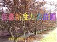 供应安徽红叶李价格|安徽红叶李批发|巢湖供应红叶李