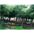 批发大量槐树|安徽槐树价格|安徽槐树基地 