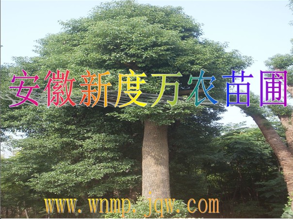 供应香樟批发|安徽香樟批发|巢湖供应香樟