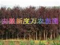 巢湖红叶李批发|供应安徽红叶李批发|巢湖供应红叶李