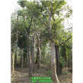 供应榔榆/安徽榔榆/安徽巢湖榔榆基地 