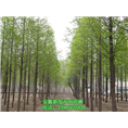 供应水杉树/安徽水杉批发/安徽水杉价格 