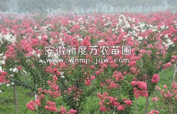 【供应】安徽优质紫薇|安徽巢湖紫薇价格|巢湖紫薇供应商|安徽紫薇