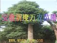 供应香樟批发|安徽香樟批发|巢湖供应香樟