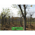 安徽朴树供应_哪里有朴树_安徽巢湖朴树基地 