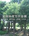 安徽香樟树-香樟树|安徽香樟树树供应基地-安徽香樟树价格|