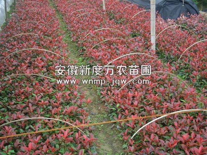 安徽红叶石楠小苗|红叶石楠小苗|安徽红叶石楠小苗批发|