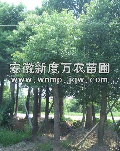 安徽香樟树-香樟树|安徽香樟树树供应基地-安徽香樟树价格|