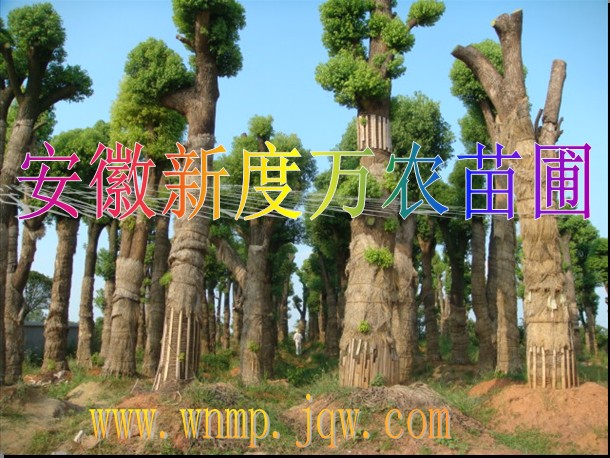 安徽香樟价格|安徽香樟批发|巢湖供应香樟-安徽新度万农苗圃