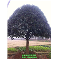 供应精品桂花树/安徽桂花树/合肥桂花树 