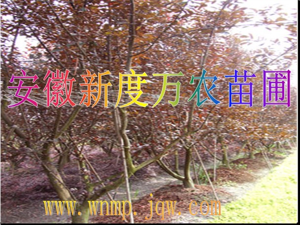 供应安徽红叶李价格|安徽红叶李批发|巢湖供应红叶李