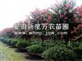 安徽新度万农苗圃-出售安徽优质紫薇|安徽巢湖紫薇价格|