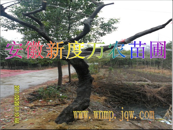 安徽造型榆树|造型榆树批发|安徽榆树价格|供应造型榆树 