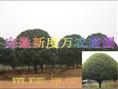 安徽供应桂花价格|安徽桂花批发|巢湖供应桂花 