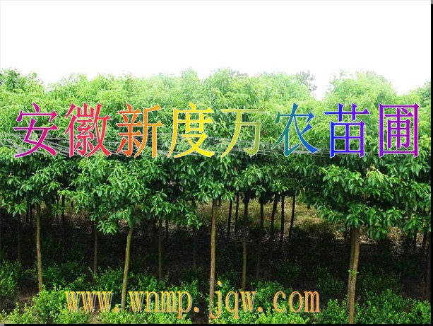 供应安徽香樟批发|巢湖供应香樟-安徽新度万农苗圃