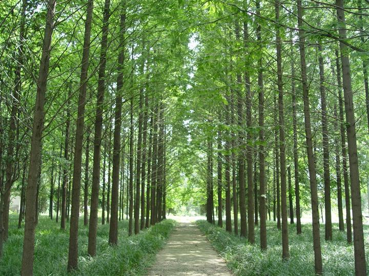 安徽水杉|**安徽水杉价格|安徽水杉基地 