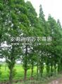 安徽巢湖水杉批发-安徽优质水杉价格-出售安徽优质水杉