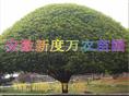 供应安徽桂花|供应桂花批发|巢湖供应桂花-安徽新度万农苗圃 