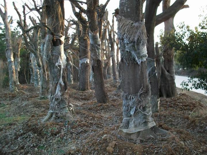 供应安徽朴树/安徽朴树基地/安徽朴树价格 