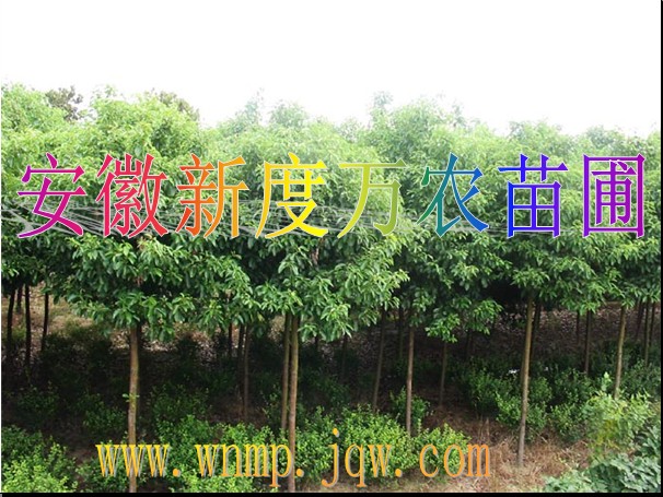 巢湖香樟批发|供应安徽香樟批发|巢湖供应香樟
