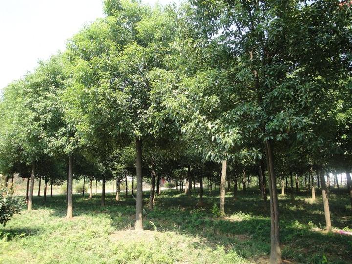 香樟树_安徽香樟树_安徽香樟树种植基地 
