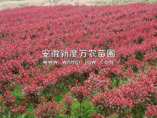**安徽红叶石楠价格-安徽红叶石楠种植基地-安徽红叶石楠出售