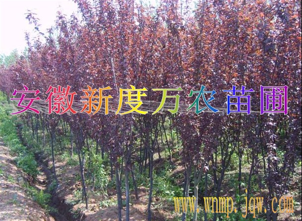 安徽红叶李价格|安徽红叶李批发|巢湖供应红叶李