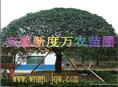 安徽桂花批发|巢湖供应桂花-安徽新度万农苗圃 